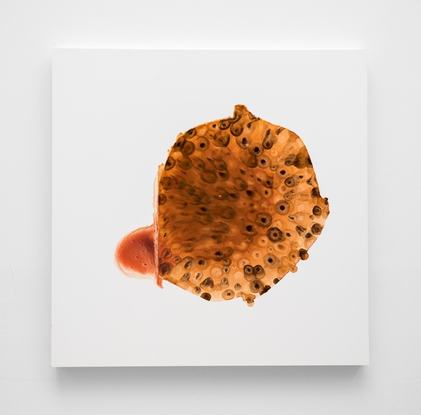  24" X 24" painting on white clay board with organic shaped brown stain containing cell like droplets of brown and cropped at 2/3 of the board. The edge of the main organic shape meets a small red stain. 