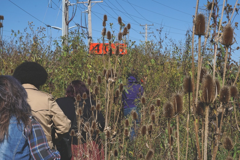  Four people are seen from behind, walking through a dense thicket of prairie grass with tall electrical wires seen in the background 